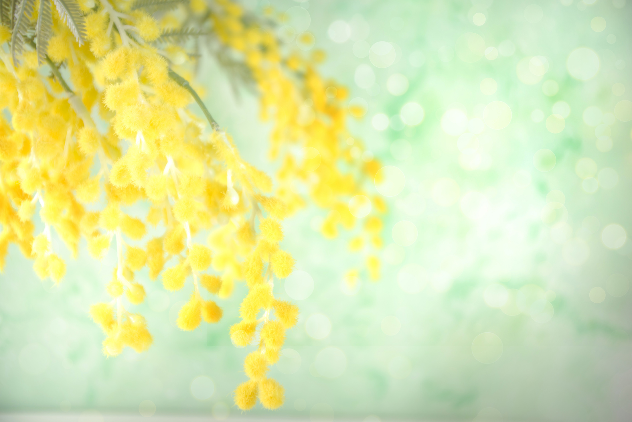 Yellow Mimosa Background