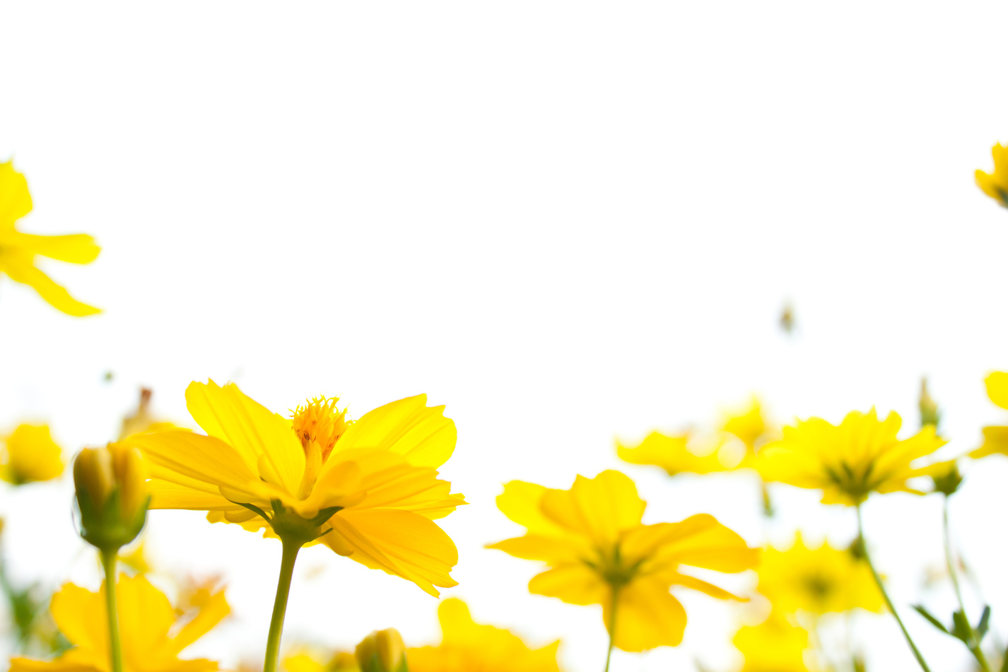 yellow flower