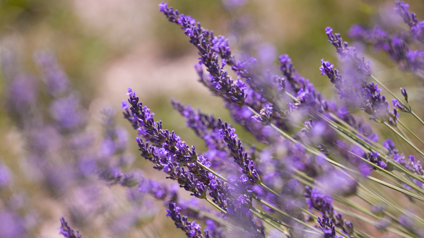 Lavender Flower In A Garden